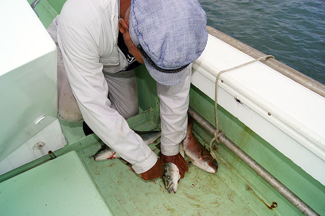 釣った魚はお持ち帰り時に船長が神経〆致します。